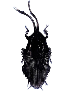 Single Cockroach