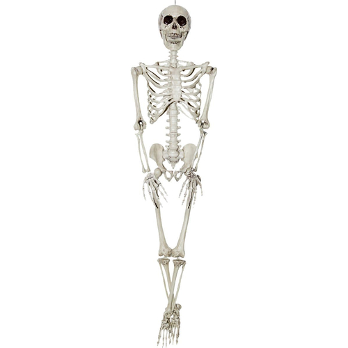 Skeleton 36 inches Prop