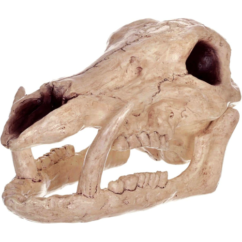 Skeleton Boar Head
