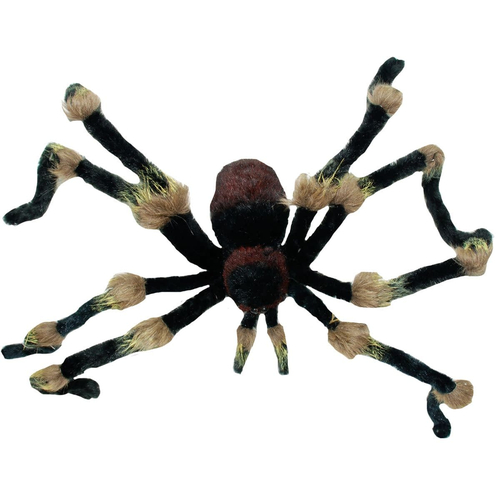 62 In Hairy Spider