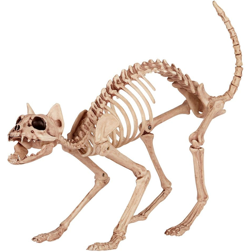 Cat Skeleton Prop.