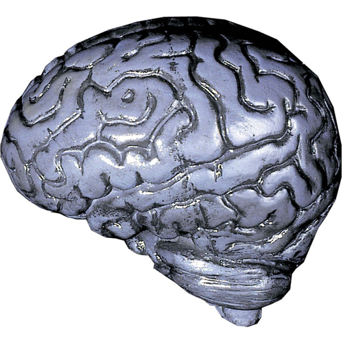Grey Human Brain