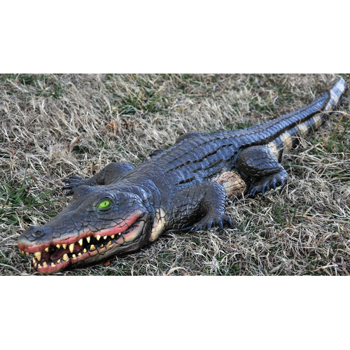 Swamp Alligator