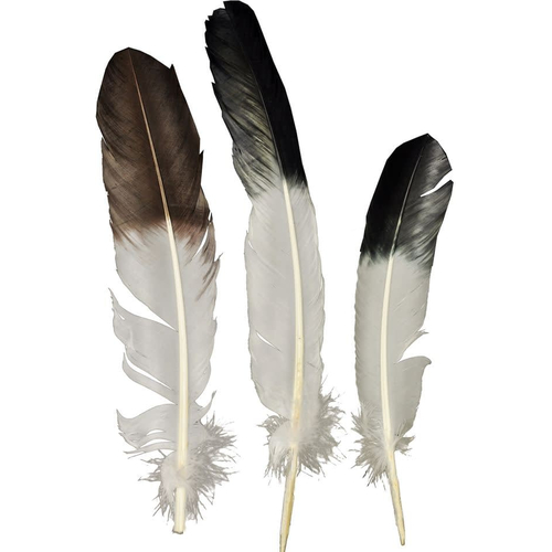 Eagle Tip Feather